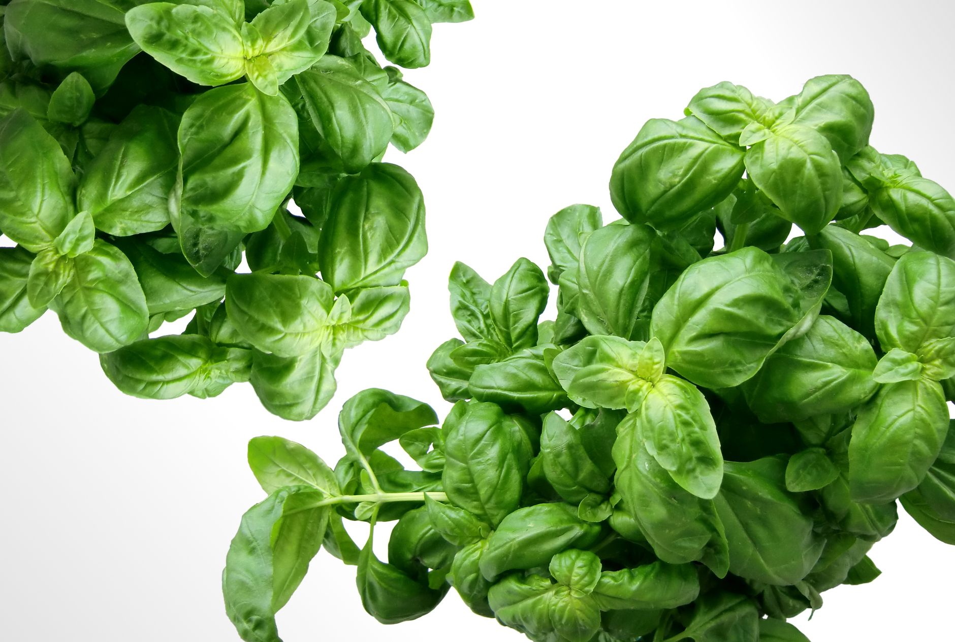 What Goes Into Italian Seasoning? (Ingredient Guide) - Mama Secret Recipes
