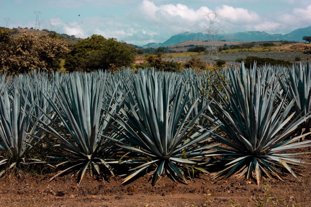 What Is Blue Agave Syrup? (Taste, Texture & Kitchen Uses) - Mama Secret ...