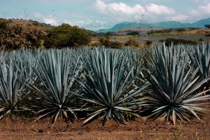 What Is Blue Agave Syrup? (Taste, Texture & Kitchen Uses) - Mama Secret ...