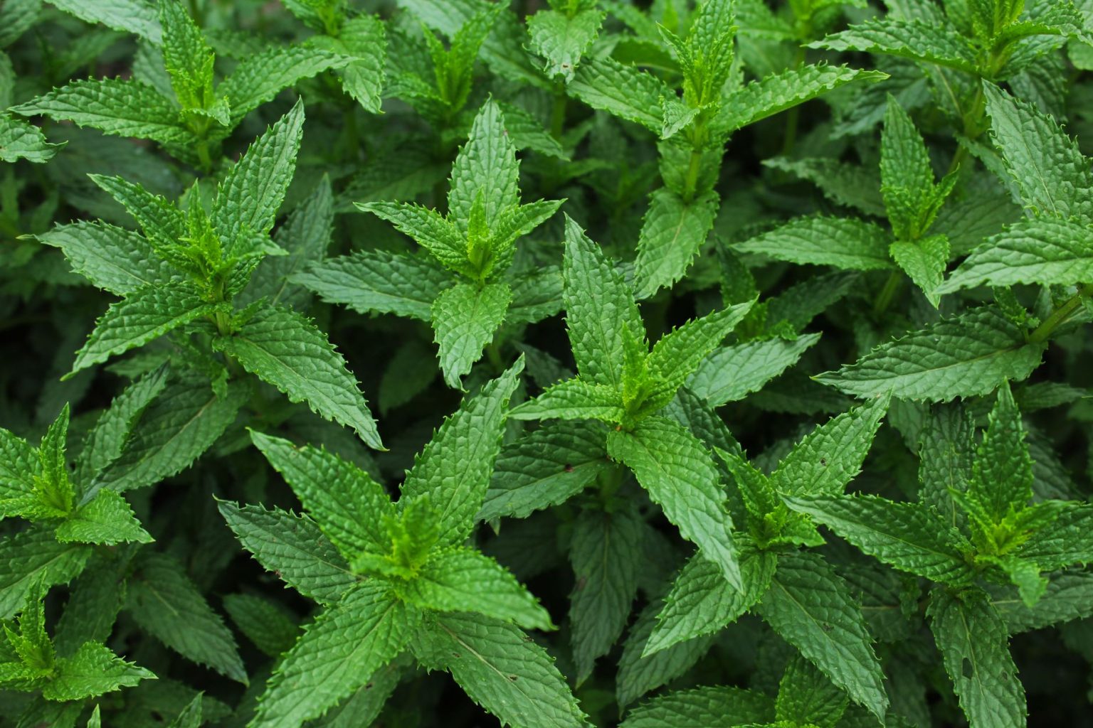 Mendhol Is Menthol Mint? (Food Facts, Uses & Serving Ideas) - Mama Secret Recipes