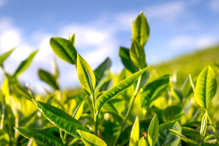 Does Green Tea Have Caffeine Naturally? (Caffeine Guide) - Mama Secret ...